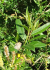 Einzelbild 6 Mandel-Weide - Salix triandra