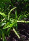 Einzelbild 8 Mandel-Weide - Salix triandra