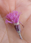 Einzelbild 8 Filziger Alpendost - Adenostyles leucophylla