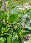 Einzelbild 4 Spiessblättrige Weide - Salix hastata