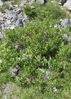 Einzelbild 5 Spiessblättrige Weide - Salix hastata