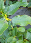 Einzelbild 6 Spiessblättrige Weide - Salix hastata
