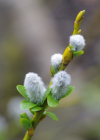 Einzelbild 7 Spiessblättrige Weide - Salix hastata