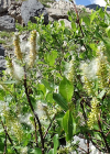 Einzelbild 8 Spiessblättrige Weide - Salix hastata