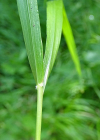 Einzelbild 7 Wolliges Reitgras - Calamagrostis villosa