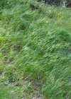Einzelbild 8 Wolliges Reitgras - Calamagrostis villosa