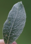 Einzelbild 7 Seidenhaarige Weide - Salix glaucosericea