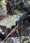 Einzelbild 7 Alpen-Straussgras - Agrostis alpina