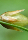 Einzelbild 5 Gelbliche Hainsimse - Luzula luzulina