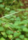 Einzelbild 6 Gelbliche Hainsimse - Luzula luzulina