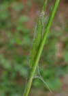 Einzelbild 7 Gelbliche Hainsimse - Luzula luzulina