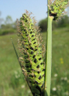 Einzelbild 8 Steife Segge - Carex elata