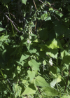 Einzelbild 8 Acker-Glockenblume - Campanula rapunculoides