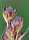 Einzelbild 8 Alpen-Binse - Juncus alpinoarticulatus