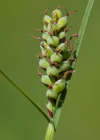 Einzelbild 8 Filz-Segge - Carex tomentosa