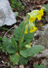 Einzelbild 8 Frühlings-Schlüsselblume - Primula veris