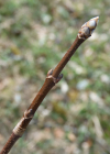 Einzelbild 8 Schneeballblättriger Ahorn - Acer opalus