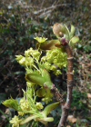 Einzelbild 8 Spitz-Ahorn - Acer platanoides