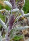 Einzelbild 8 Ährige Edelraute - Artemisia genipi