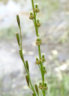 Einzelbild 7 Sumpf-Dreizack - Triglochin palustris