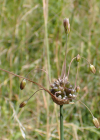Einzelbild 8 Ross-Lauch - Allium oleraceum