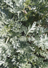 Einzelbild 8 Echter Wermut - Artemisia absinthium