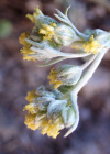 Einzelbild 8 Echte Edelraute - Artemisia umbelliformis