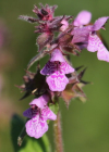 Einzelbild 8 Sumpf-Ziest - Stachys palustris