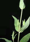 Einzelbild 8 Klatschnelke - Silene vulgaris