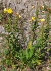 Einzelbild 8 Zweijährige Nachtkerze - Oenothera biennis aggr.