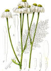 Einzelbild 5 Straussblütige Margerite - Tanacetum corymbosum