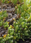 Einzelbild 8 Flachblättriger Steinbrech - Saxifraga muscoides