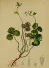 Einzelbild 2 Dreiblättriges Schaumkraut - Cardamine trifolia