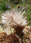 Einzelbild 8 Alpen-Kratzdistel - Cirsium spinosissimum