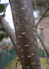 Einzelbild 7 Haselstrauch - Corylus avellana