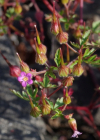 Einzelbild 2 Purpur-Storchschnabel - Geranium robertianum subsp. purpureum