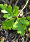 Einzelbild 4 Purpur-Storchschnabel - Geranium robertianum subsp. purpureum