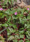 Einzelbild 5 Purpur-Storchschnabel - Geranium robertianum subsp. purpureum