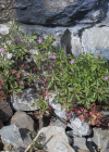 Einzelbild 7 Purpur-Storchschnabel - Geranium robertianum subsp. purpureum