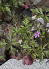 Einzelbild 8 Purpur-Storchschnabel - Geranium robertianum subsp. purpureum
