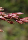 Einzelbild 7 Schöner Schwingel - Festuca pulchella