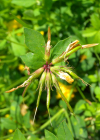 Einzelbild 4 Sumpf-Hornklee - Lotus pedunculatus