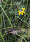 Einzelbild 5 Sumpf-Hornklee - Lotus pedunculatus