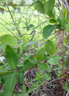 Einzelbild 2 Wald-Geissblatt - Lonicera periclymenum