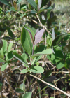 Einzelbild 6 Wald-Geissblatt - Lonicera periclymenum
