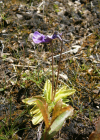 Einzelbild 1 Dünnsporniges Fettblatt - Pinguicula leptoceras