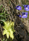 Einzelbild 4 Dünnsporniges Fettblatt - Pinguicula leptoceras