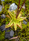 Einzelbild 6 Dünnsporniges Fettblatt - Pinguicula leptoceras