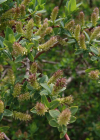 Einzelbild 2 Blaugrüne Weide - Salix caesia