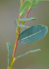 Einzelbild 3 Blaugrüne Weide - Salix caesia